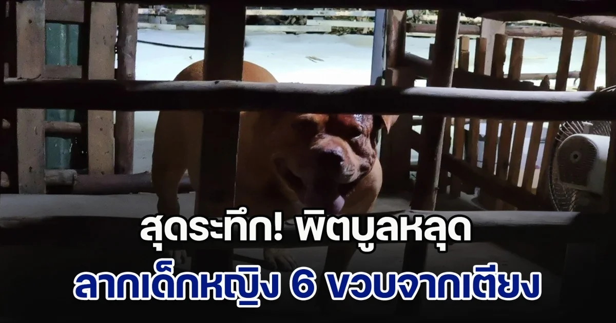 สุดระทึก! พิตบูลหลุด ลากเด็กหญิงวัย 6 ขวบจากเตียง ขย้ำคอกัดกระชากเห็นกระโหลก
