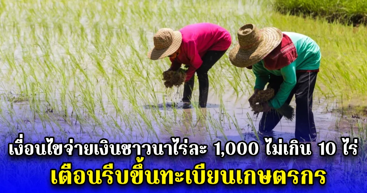 เงื่อนไขจ่ายเงินชาวนาไร่ละ 1,000 ไม่เกิน 10 ไร่ เตือนรีบขึ้นทะเบียนเกษตรกร