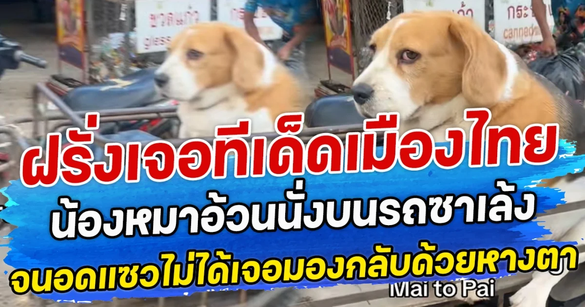 ฝรั่งเจอทีเด็ดเมืองไทย น้องหมาอ้วนนั่งบนรถซาเล้ง จนอดแซวไม่ได้เจอช็อตกลับด้วยหางตา
