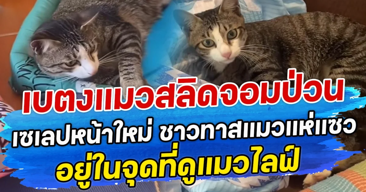 เบตงแมวสลิดจอมป่วน เซเลปหน้าใหม่ ชาวทาสแมวแห่แซว อยู่ในจุดที่ดูแมวไลฟ์