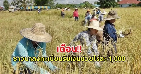 เตือน! ชาวนาลงทะเบียนรับเงินช่วยไร่ละ 1,000
