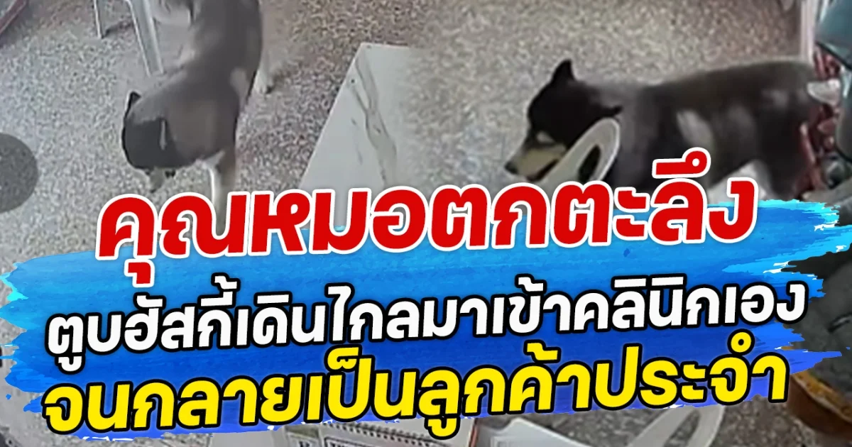 คุณหมอตกตะลึง  ตูบฮัสกี้เดินไกลมาเข้าคลินิกเอง จนกลายเป็นลูกค้าประจำ