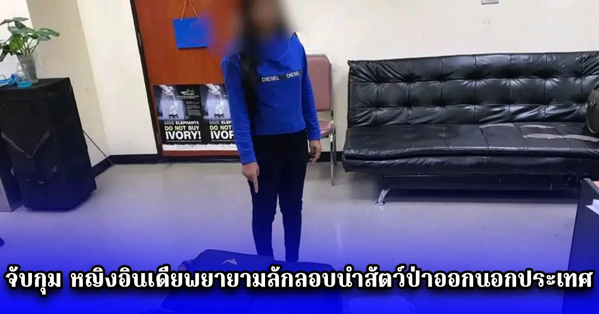 จับกุม หญิงอินเดียพยายามลักลอบนำสัตว์ป่าออกนอกประเทศ ที่สนามบินดอนเมือง