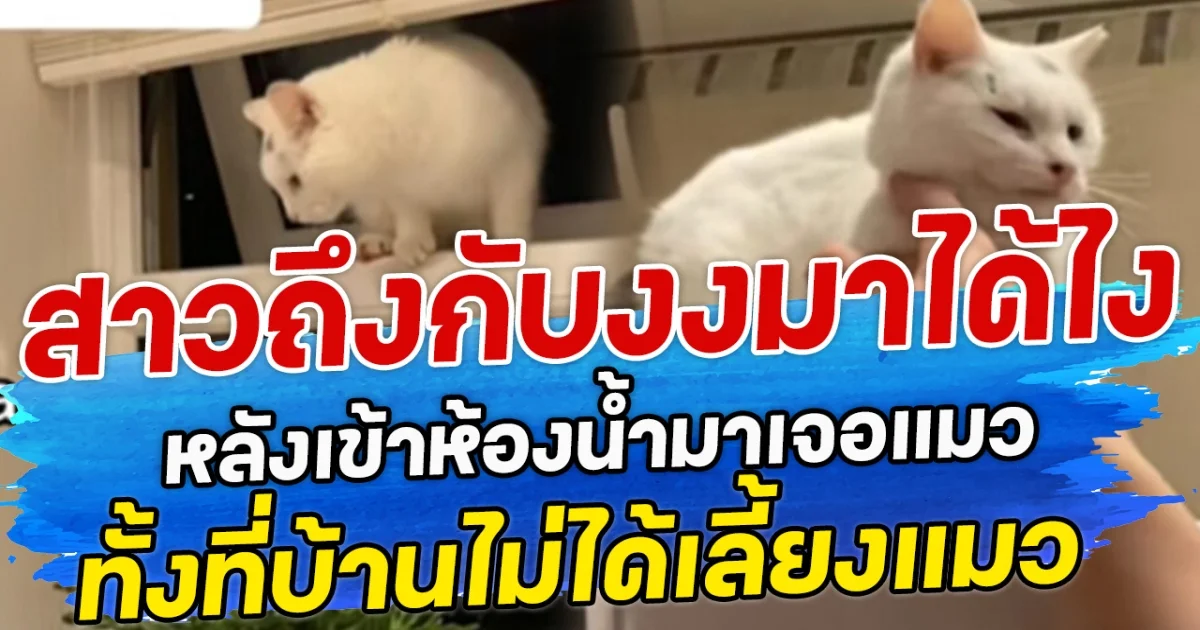 สาวถึงกับงงมาได้ไง หลังเข้าห้องน้ำมาเจอแมว ทั้งที่บ้านไม่ได้เลี้ยงแมว