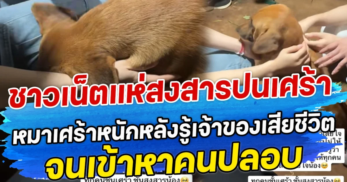 ชาวเน็ตแห่สงสารปนเศร้า หมาเศร้าหนักหลังรู้เจ้าของเสียชีวิต จนเข้าหาคนปลอบ