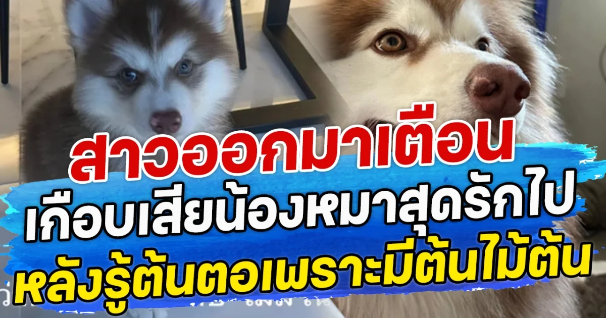 สาวออกมาเตือน เกือบเสียน้องหมาสุดรักไป หลังรู้ต้นตอเพราะมีต้นไม้