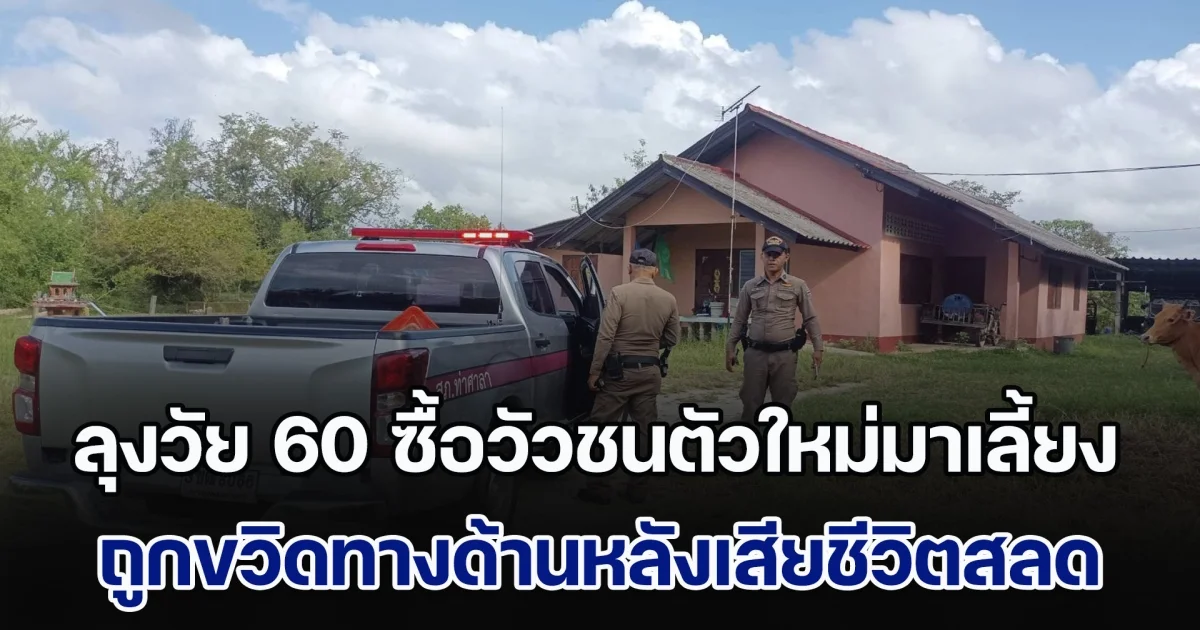 สลด! ลุงวัย 60 ซื้อวัวชนตัวใหม่มาเลี้ยง ถูกขวิดทางด้านหลังเสียชีวิตสลด