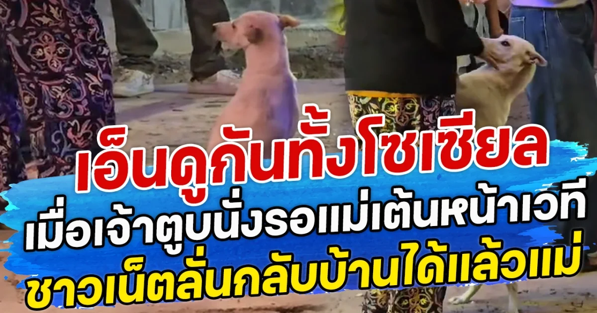 เอ็นดูกันทั้งโซเซียล เมื่อเจ้าตูบนั่งรอแม่เต้นหน้าเวที ชาวเน็ตลั่นกลับบ้านได้แล้วแม่