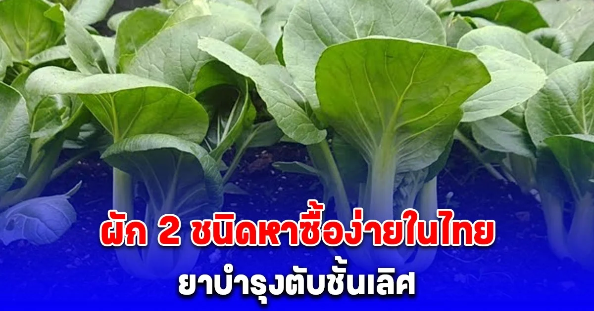 ผัก 2 ชนิดหาซื้อง่ายในไทย หมอชาวญี่ปุ่นขนานนามว่า ยาบำรุงตับชั้นเลิศ