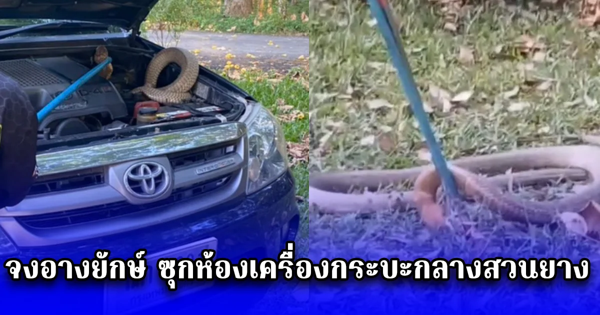 จงอางยักษ์ ซุกห้องเครื่องกระบะกลางสวนยาง