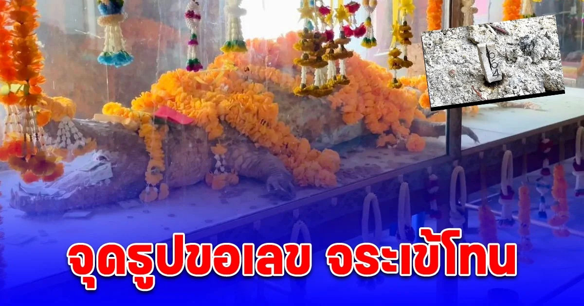 สายมู นำเนื้อหมูสดถวาย จระเข้โทน ไม่พลาดจุดธูปขอเลข