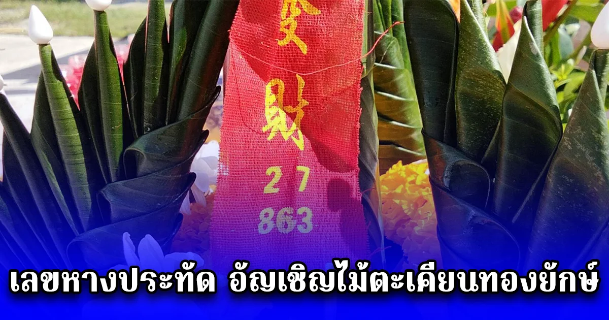 เลขหางประทัด อัญเชิญไม้ตะเคียนทองยักษ์ ไปสร้างประตูหน้าต่างโบสถ์วัดเขาพระทอง