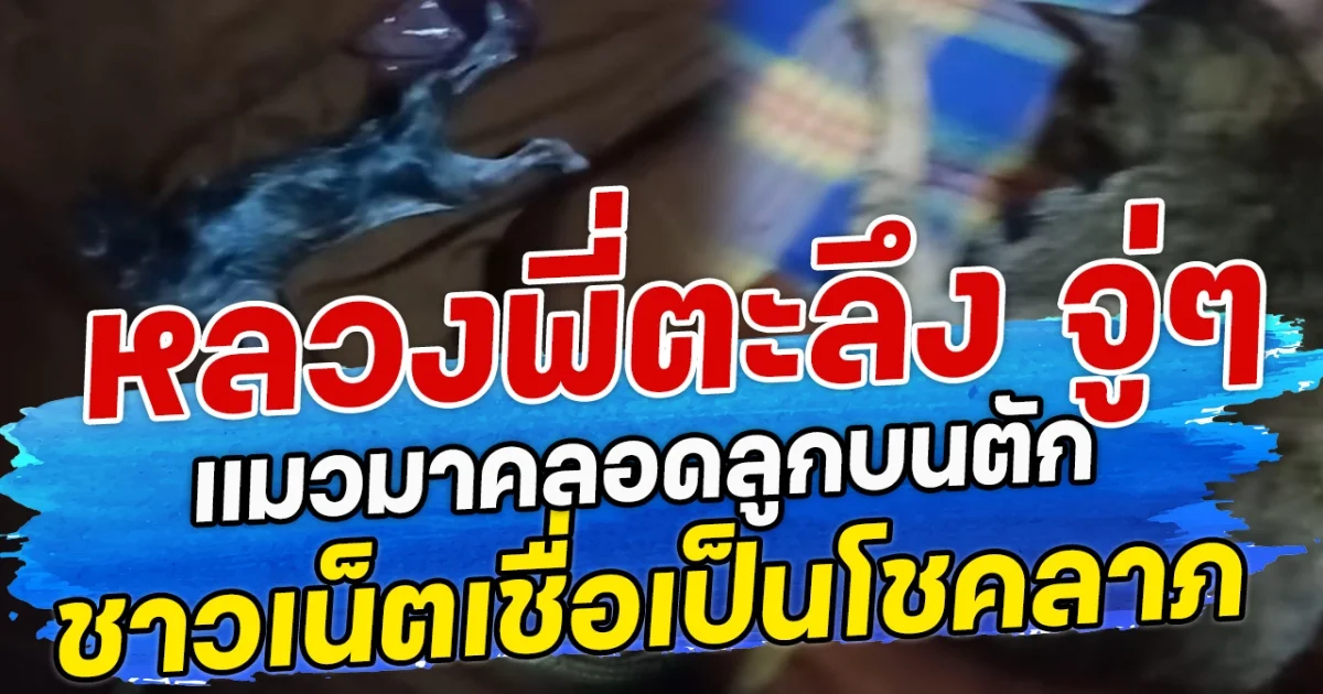 หลวงพี่ตะลึง จู่ๆ แมวมาคลอดลูกบนตัก ชาวเน็ตเชื่อเป็นโชคลาภ