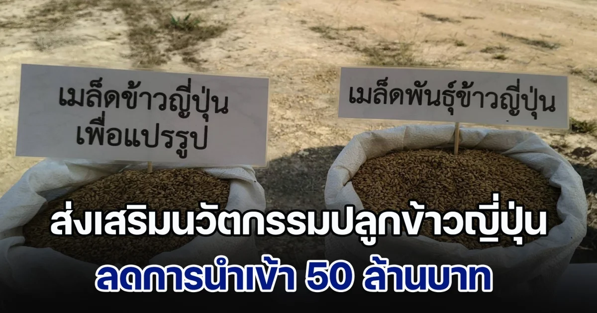 ARDA ส่งเสริมนวัตกรรมปลูกข้าวญี่ปุ่นในพื้นที่ จ.เชียงราย ลดการนำเข้า 50 ล้านบาท เกษตรกรกำไรพุ่ง 19%