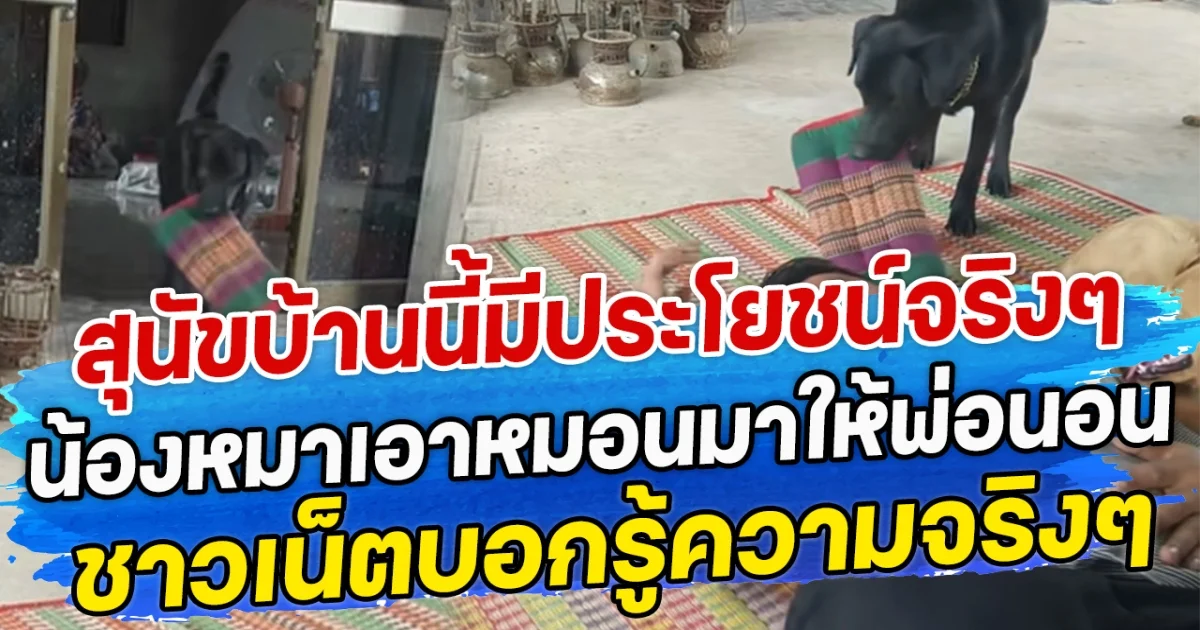 สุนัขบ้านนี้มีประโยชน์จริงๆ น้องหมาเอาหมอนมาให้พ่อนอน ชาวเน็ตบอกรู้ความจริงๆ
