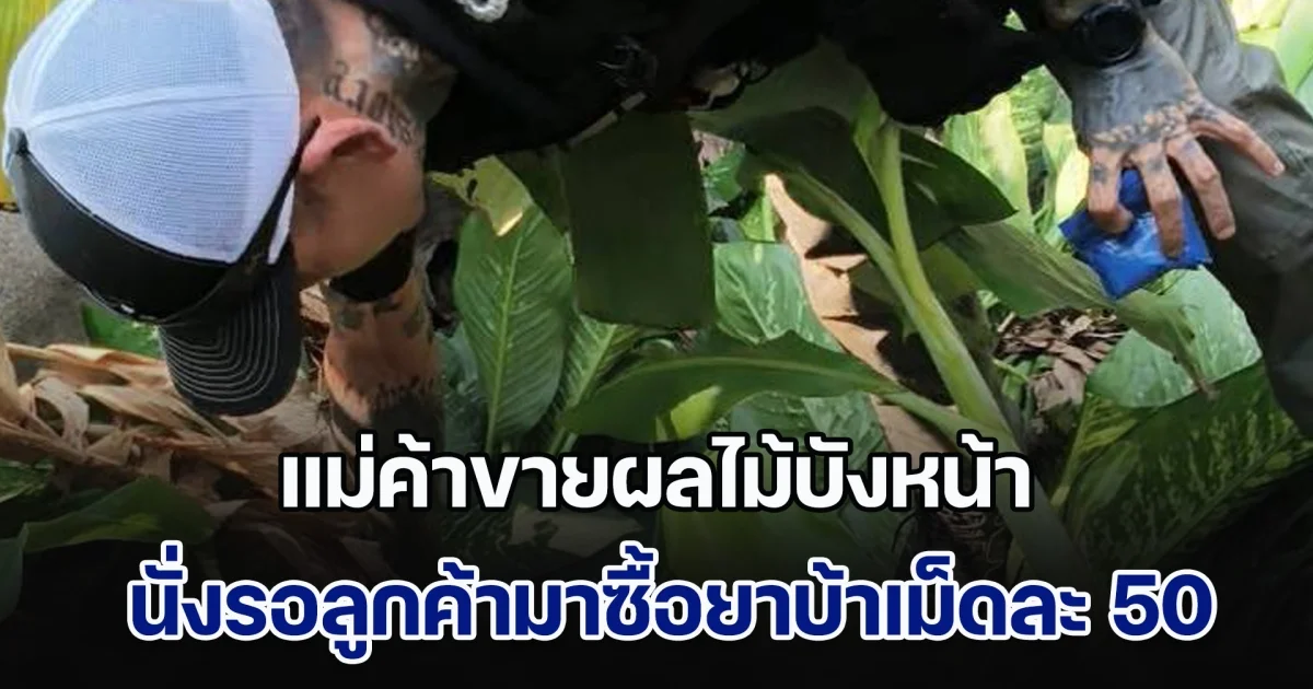 แม่ค้าขายผลไม้บังหน้า นั่งรอลูกค้ามาซื้อยาบ้าเม็ดละ 50 บาท โดนจับถึงกับหน้าถอดสี-เข่าอ่อน สารภาพเพิ่งรับมาเอง