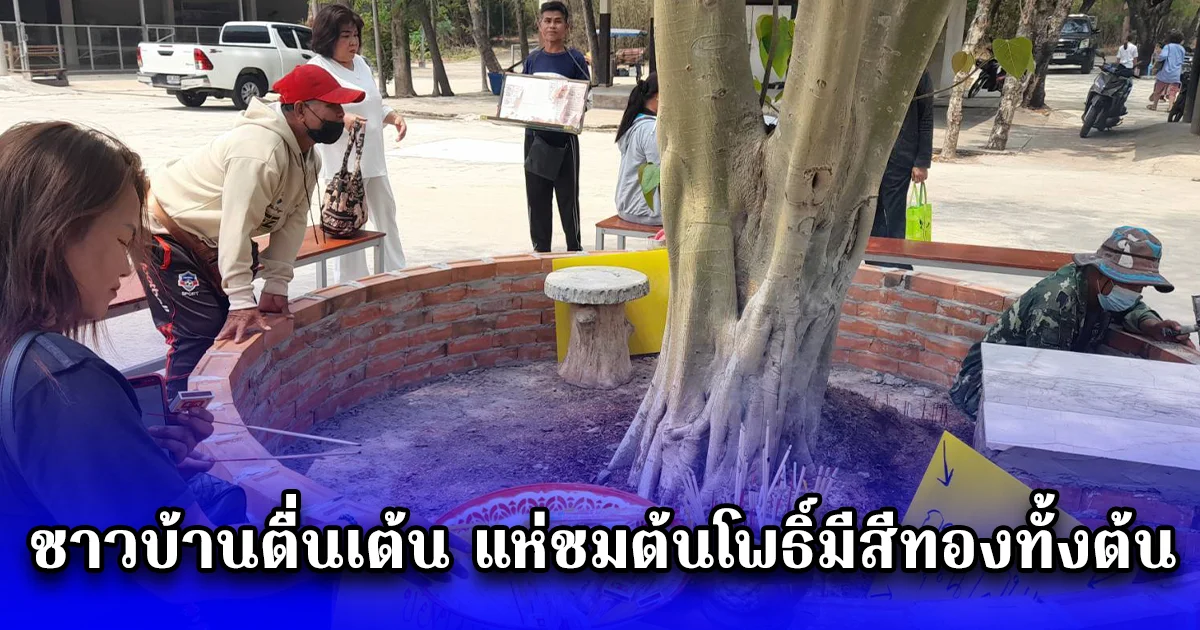 ชาวบ้านตื่นเต้น แห่ชมต้นโพธิ์มีสีทองทั้งต้น เชื่อกันว่าใครได้เห็นจะมีโชคลาภวาสนา