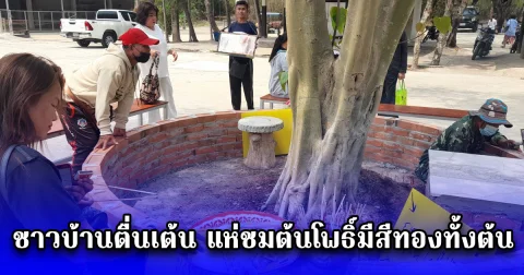 ชาวบ้านตื่นเต้น แห่ชมต้นโพธิ์มีสีทองทั้งต้น เชื่อกันว่าใครได้เห็นจะมีโชคลาภวาสนา