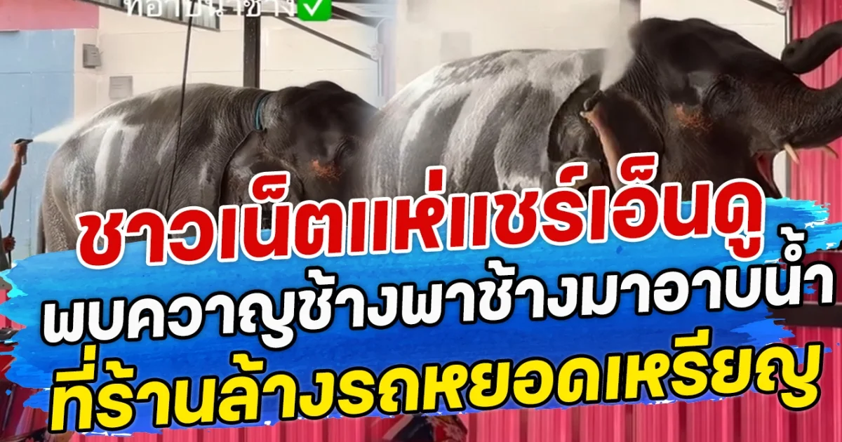 ชาวเน็ตแห่แชร์เอ็นดู พบควาญช้างพาช้างมาอาบน้ำ ที่ร้านล้างรถหยอดเหรียญ