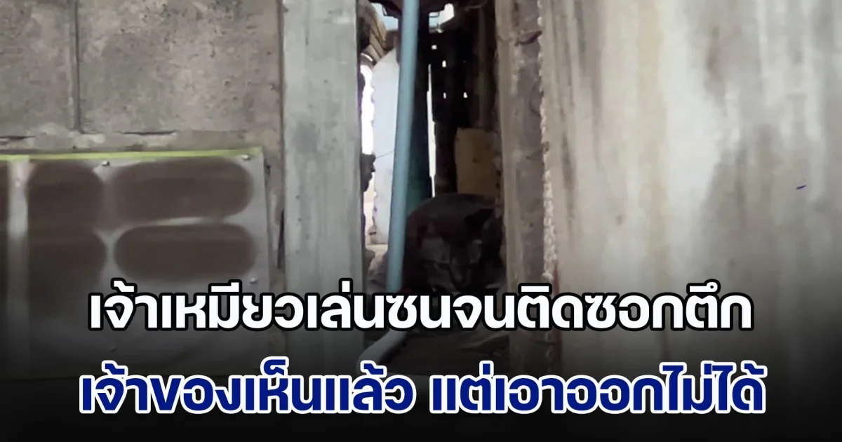 เจ้าเหมียวเล่นซนจนติดซอกตึก เจ้าของเห็นแล้ว แต่เอาออกไม่ได้ ต้องเรียกกู้ภัยฯมาช่วย