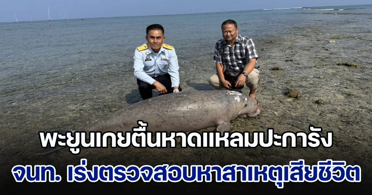 ใกล้สูญพันธุ์! พะยูนเกยตื้นหาดแหลมปะการัง เจ้าหน้าที่เร่งตรวจสอบหาสาเหตุเสียชีวิต