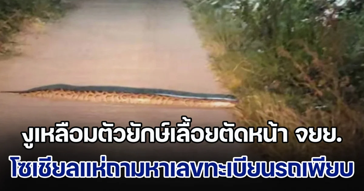 สาวผวา! งูเหลือมตัวยักษ์เลื้อยตัดหน้า จยย. โซเชียลแห่ถามหาเลขทะเบียนรถกันเพียบ