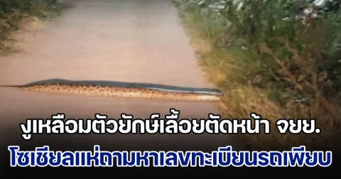 สาวผวา! งูเหลือมตัวยักษ์เลื้อยตัดหน้า จยย. โซเชียลแห่ถามหาเลขทะเบียนรถกันเพียบ