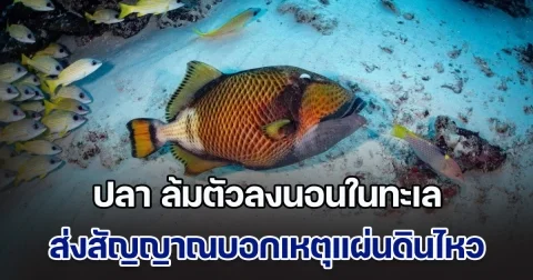 ไม่เคยมีมาก่อน! อ.ธรณ์ นักวิชาการทางทะเล เผยภาพสุดแปลก ปลา ล้มตัวลงนอนในทะเล ส่งสัญญาณบอกเหตุแผ่นดินไหว