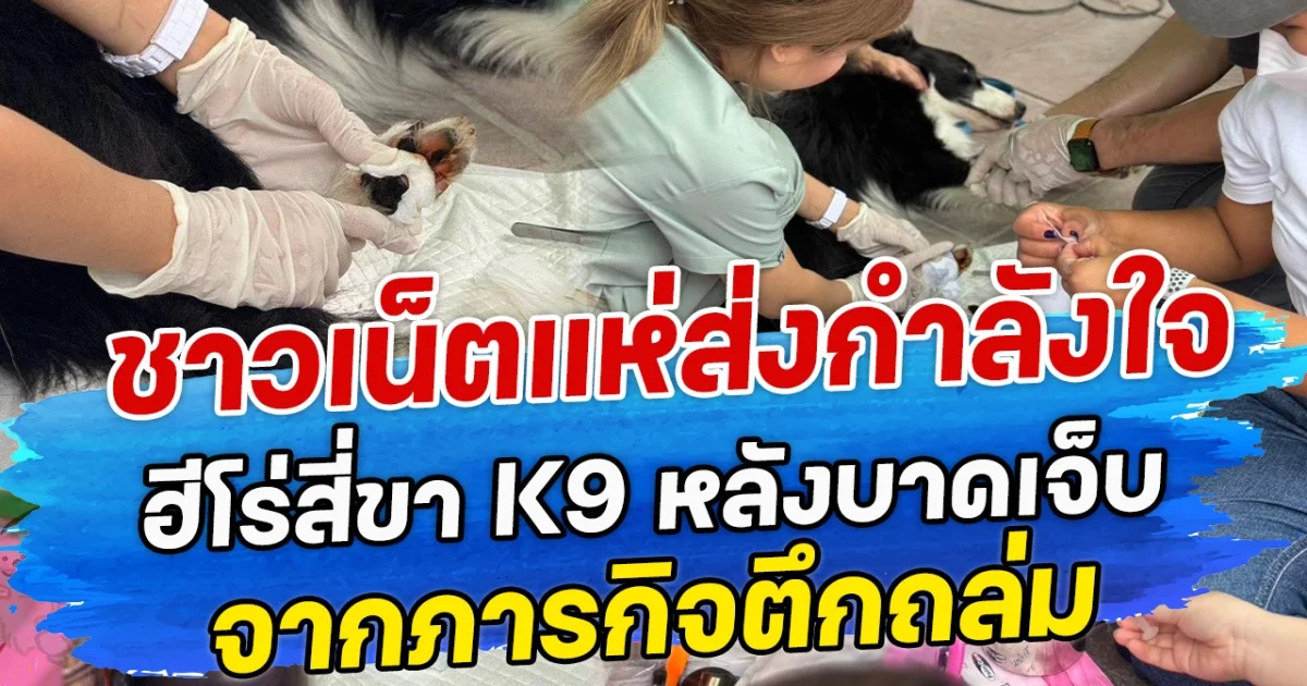 ชาวเน็ตแห่ส่งกำลังใจ ฮีโร่สี่ขา K9 หลังบาดเจ็บจากภารกิจตึกถล่ม