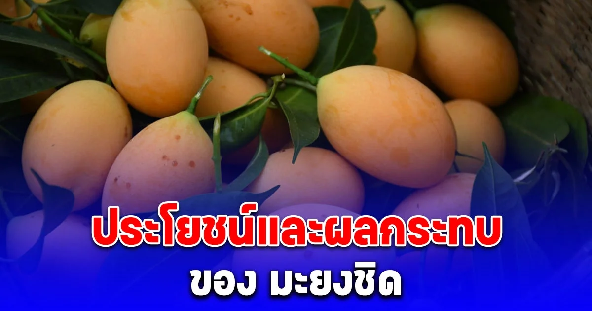 หลายคนยังไม่รู้ ประโยชน์และผลกระทบ ของ มะยงชิด