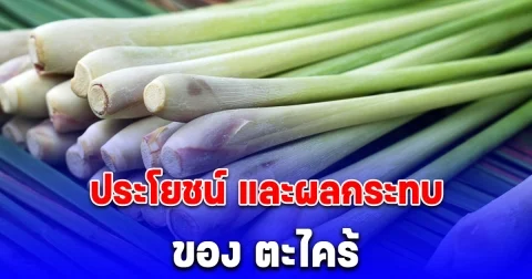 ประโยชน์ และผลกระทบ ผลข้างเคียงด้านสุขภาพ ของ ตะไคร้