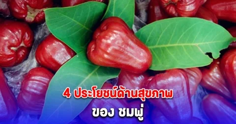 4 ประโยชน์ด้านสุขภาพ ของ ชมพู่