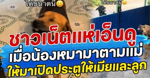 ชาวเน็ตแห่เอ็นดู เมื่อน้องหมามาตามแม่ ให้มาเปิดประตูให้เมียและลูก