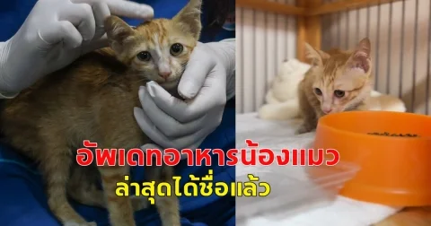 อัพเดตอาการแมวส้มติดซากตึก ล่าสุดน้องได้ชื่อใหม่