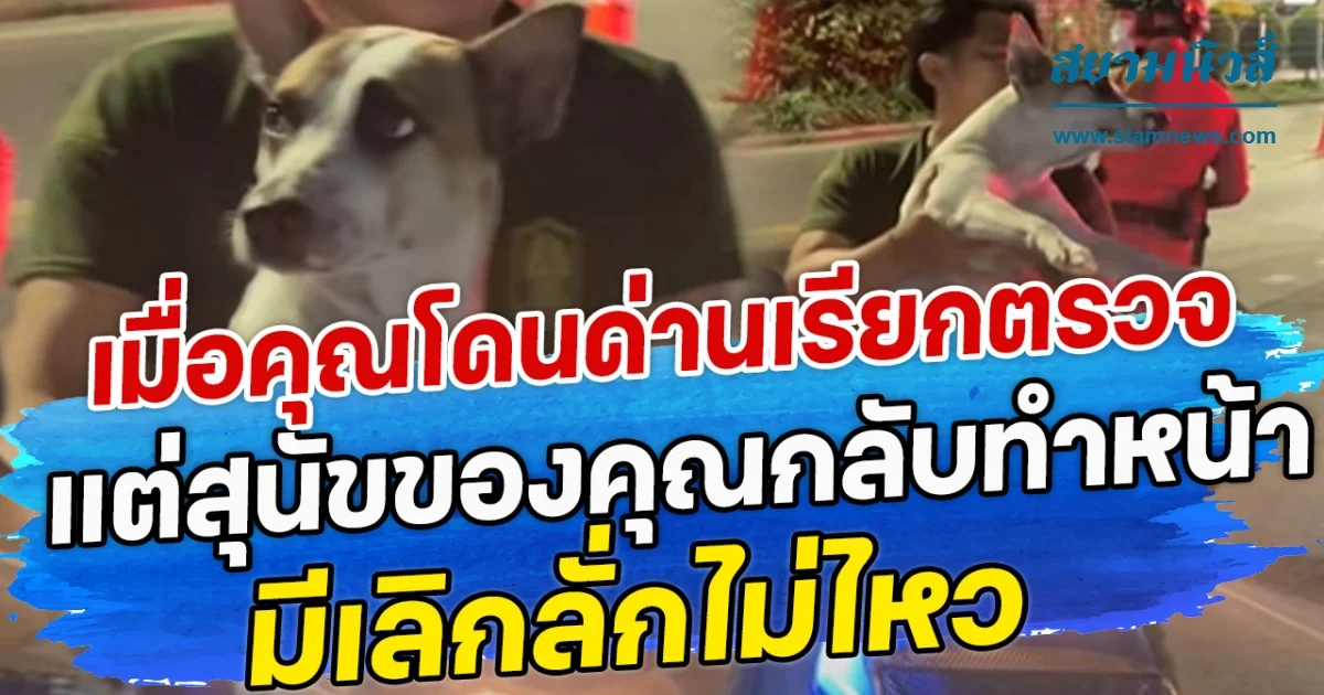 เมื่อคุณโดนด่านเรียกตรวจ แต่สุนักของคุณกับทำหน้า มีเลิกลั่กไม่ไหว