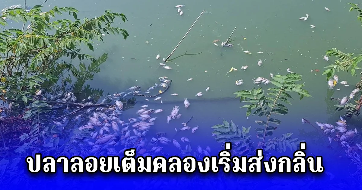 ปลาลอยเต็มคลองเริ่มส่งกลิ่นเหม็น วอนหน่วยงานที่เกี่ยวข้อง เร่งมาเก็บซากปลาไปทิ้ง