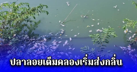 ปลาลอยเต็มคลองเริ่มส่งกลิ่นเหม็น วอนหน่วยงานที่เกี่ยวข้อง เร่งมาเก็บซากปลาไปทิ้ง