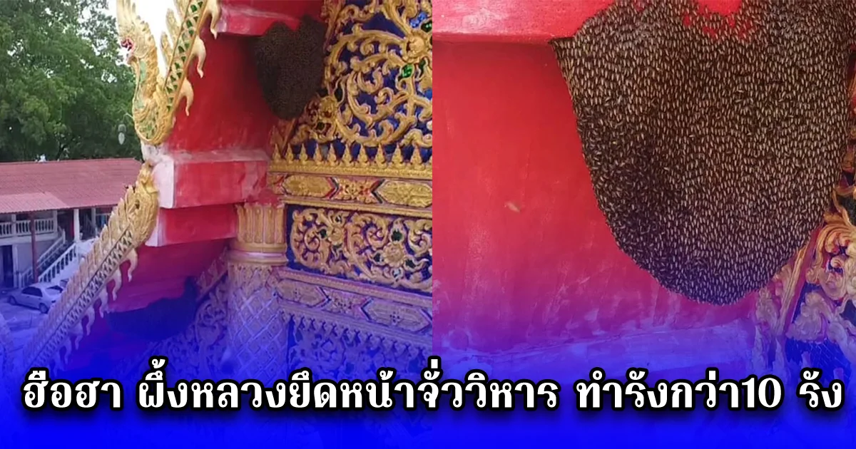 ฮือฮา ผึ้งหลวงยึดหน้าจั่ววิหาร ทำรังกว่า10 รัง