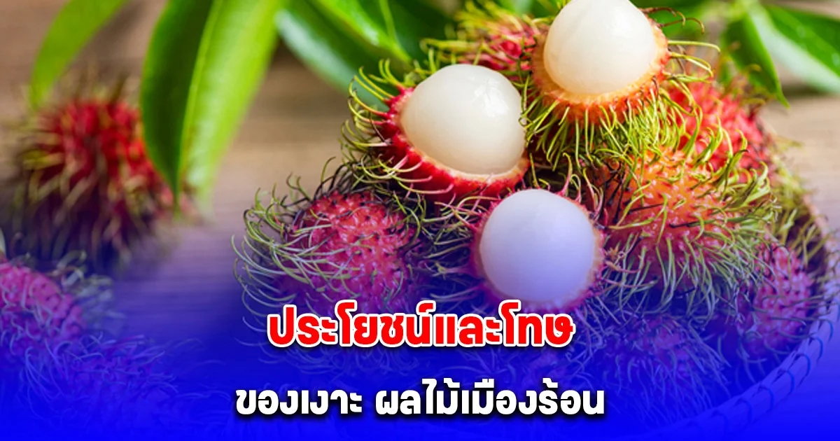 ประโยชน์และโทษ ของเงาะ ผลไม้เมืองร้อน