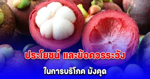 ประโยชน์ และข้อควรระวังในการบริโภค มังคุด