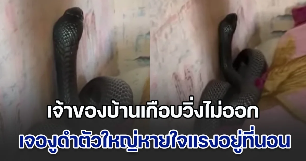 สะพรึง! เจ้าของบ้านเกือบวิ่งไม่ออก เจองูดำตัวใหญ่หายใจแรงขดข้างที่นอน ถ่ายคลิปยืนยันของจริงแน่นอน