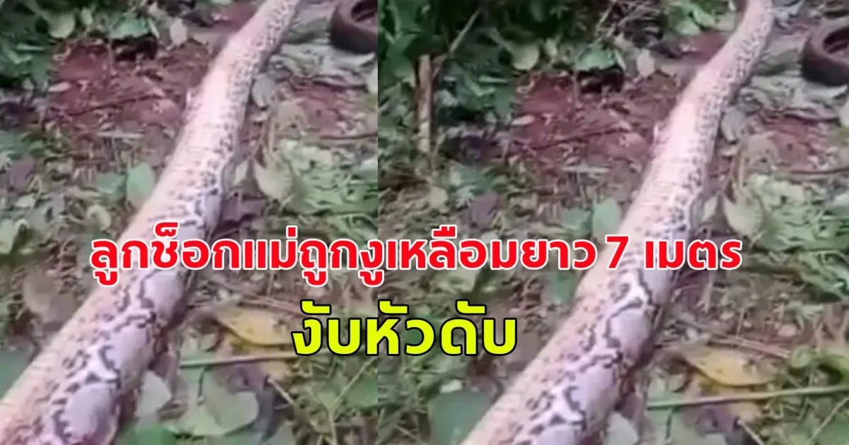 งูเหลือมยาว 7 เมตรโจมตีหญิงอินโดฯ ขณะเก็บผัก ลูกช็อกแม่ถูก งับหัว ดับ (ต่างประเทศ)