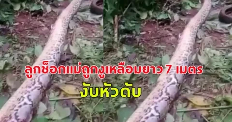 งูเหลือมยาว 7 เมตรโจมตีหญิงอินโดฯ ขณะเก็บผัก ลูกช็อกแม่ถูก งับหัว ดับ (ต่างประเทศ)