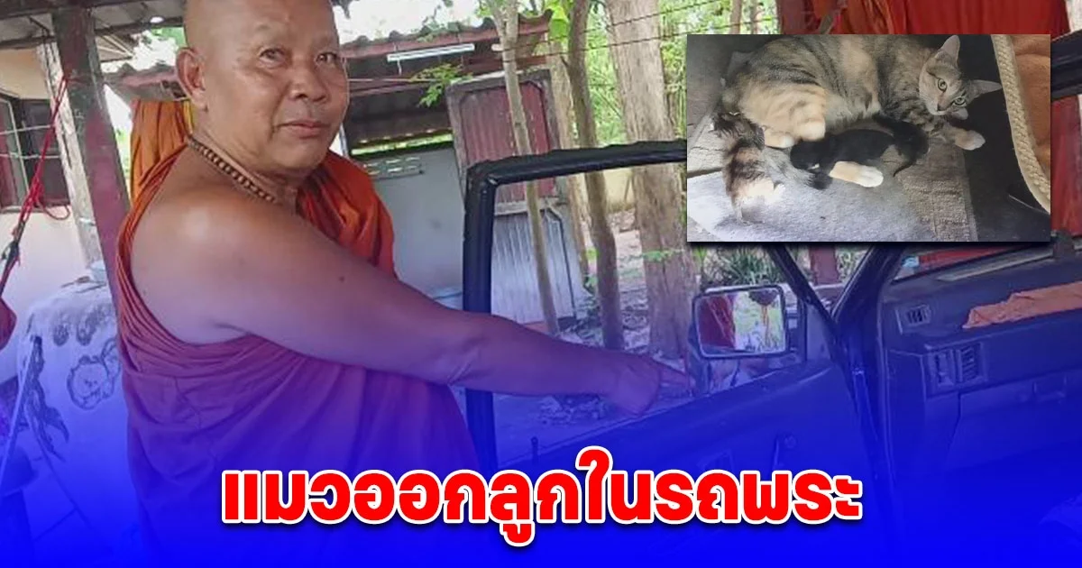 แมวออกลูกในรถพระ