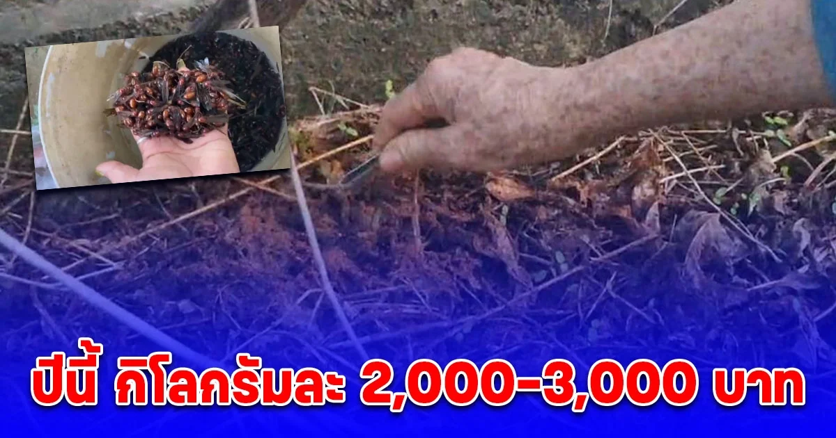 หลังฝนตก ชาวบ้านพกขวดพลาสติกตระเวนหาของดี ปีนี้ กิโลกรัมละ 2,000-3,000 บาท