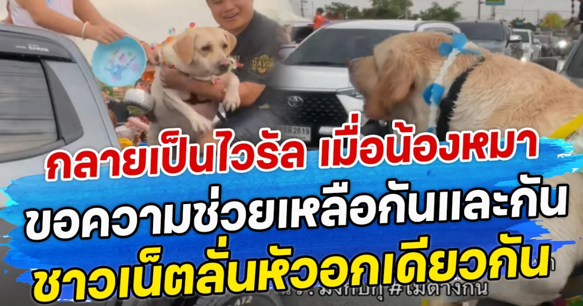 กลายเป็นไวรัล เมื่อน้องหมา ขอความช่วยเหลือกันและกัน ชาวเน็ตลั่นหัวอกเดียวกัน