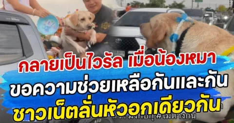 กลายเป็นไวรัล เมื่อน้องหมา ขอความช่วยเหลือกันและกัน ชาวเน็ตลั่นหัวอกเดียวกัน