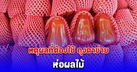 เพิ่งรู้นะเนี่ย เหตุผลที่ต้องใช้ ถุงตาข่าย ห่อผลไม้