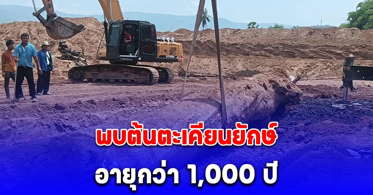 แบคโฮขุดบ่อ พบต้นตะเคียนยักษ์อายุกว่า 1,000 ปี