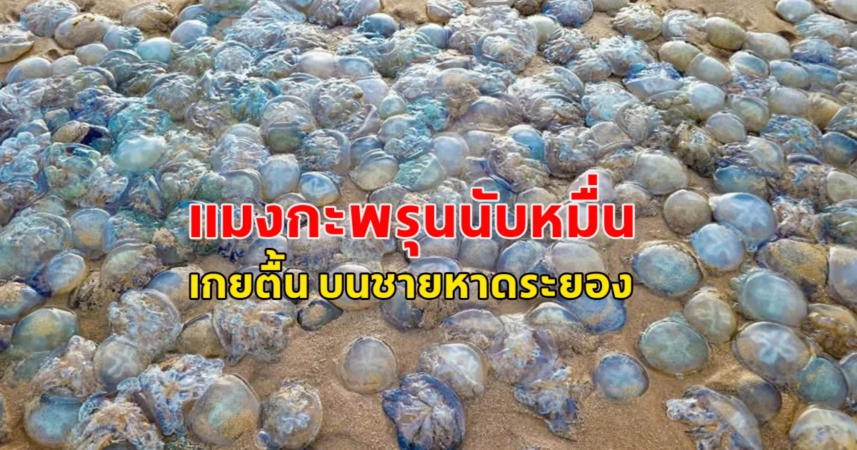 แมงกะพรุนนับหมื่น เกยตื้น บนชายหาดระยอง
